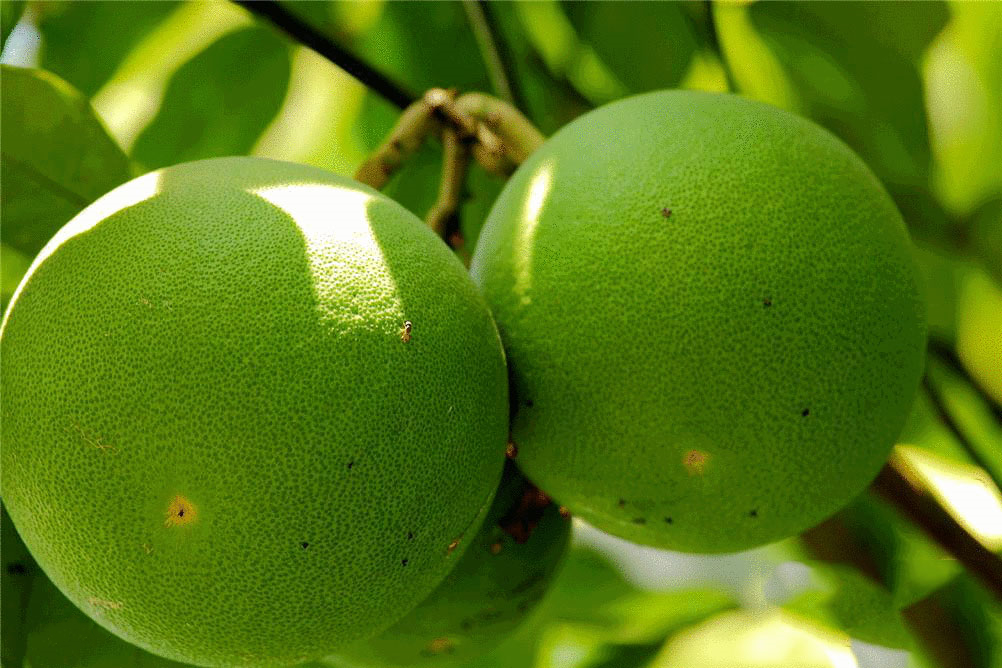 Citrus Fruit Extract Supplier SanLengBio