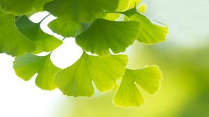 Ginkgo Biloba Extract