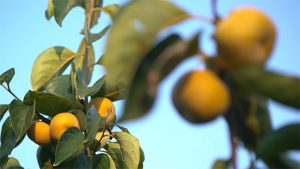 Persimmon Leaves Extract