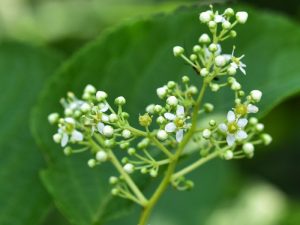 Bioactive compounds of Thunder God Vine