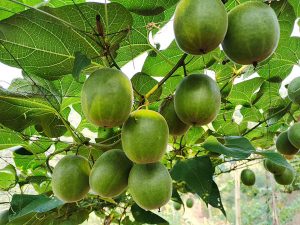 Monk Fruit Extract