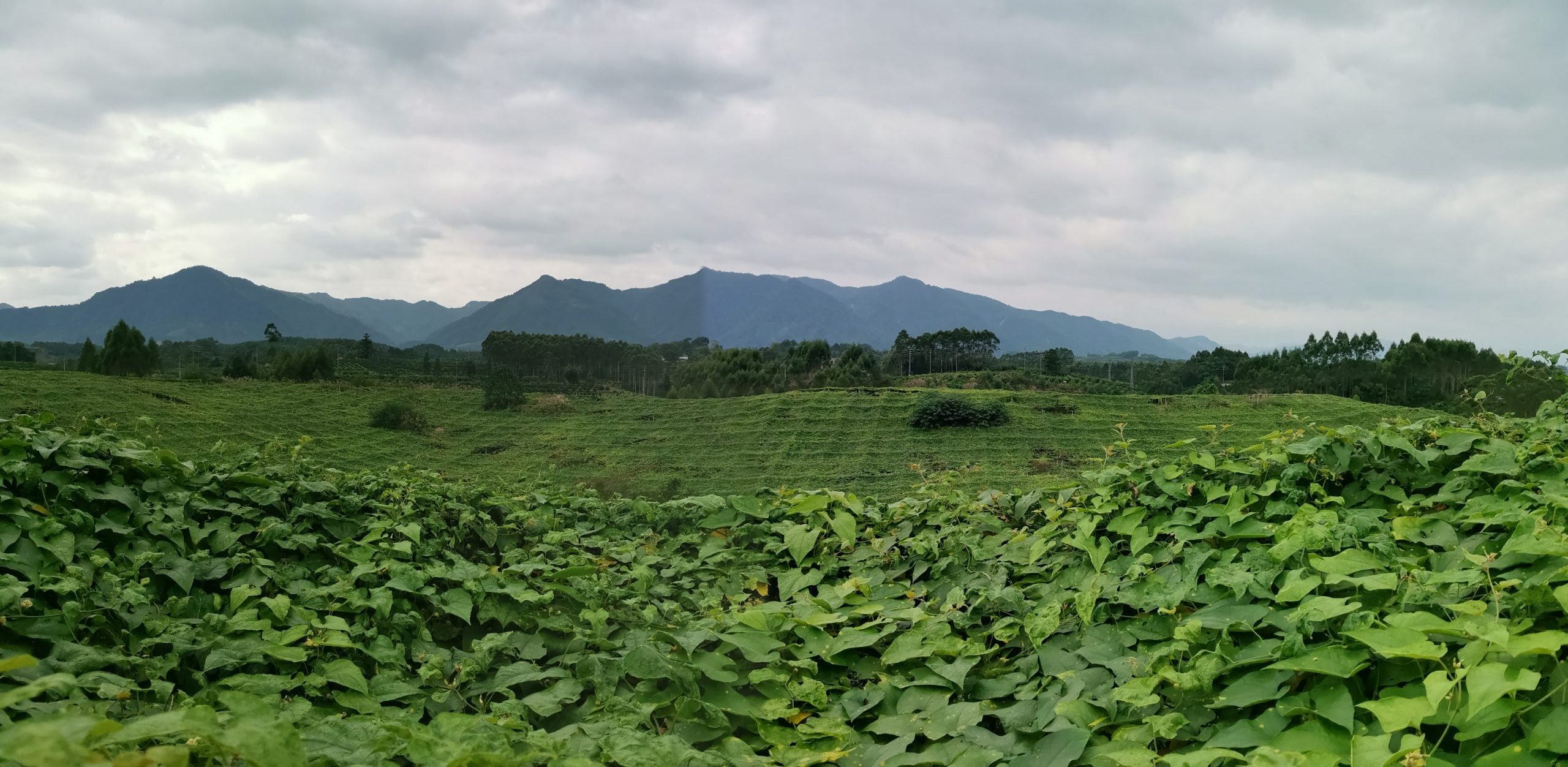 Monk Fruit harvest season