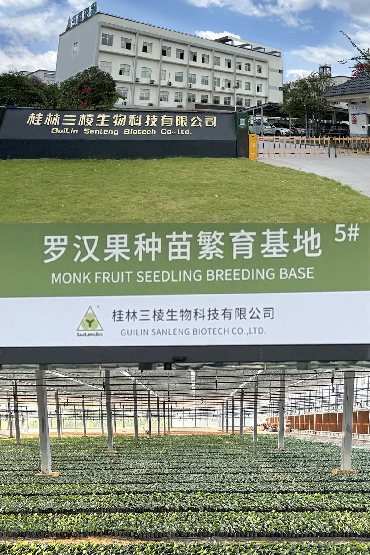 Monk Fruit Extract Manufacturer and Production Facility in China