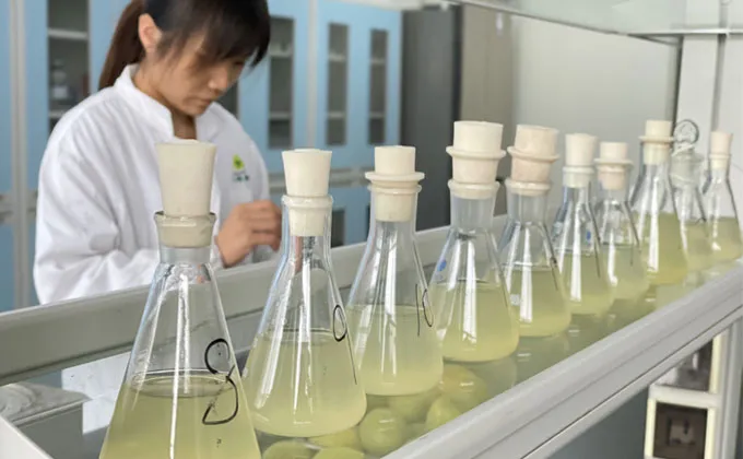 Monk Fruit Extract Quality Control Laboratory – SanLengBio QC Team, Guilin, China