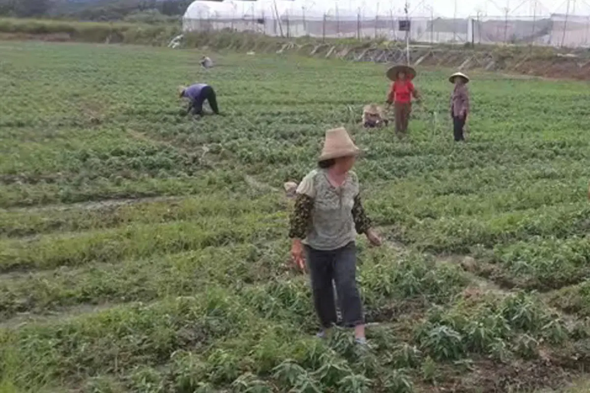 China Guilin SanLengBio Andrographis planting base