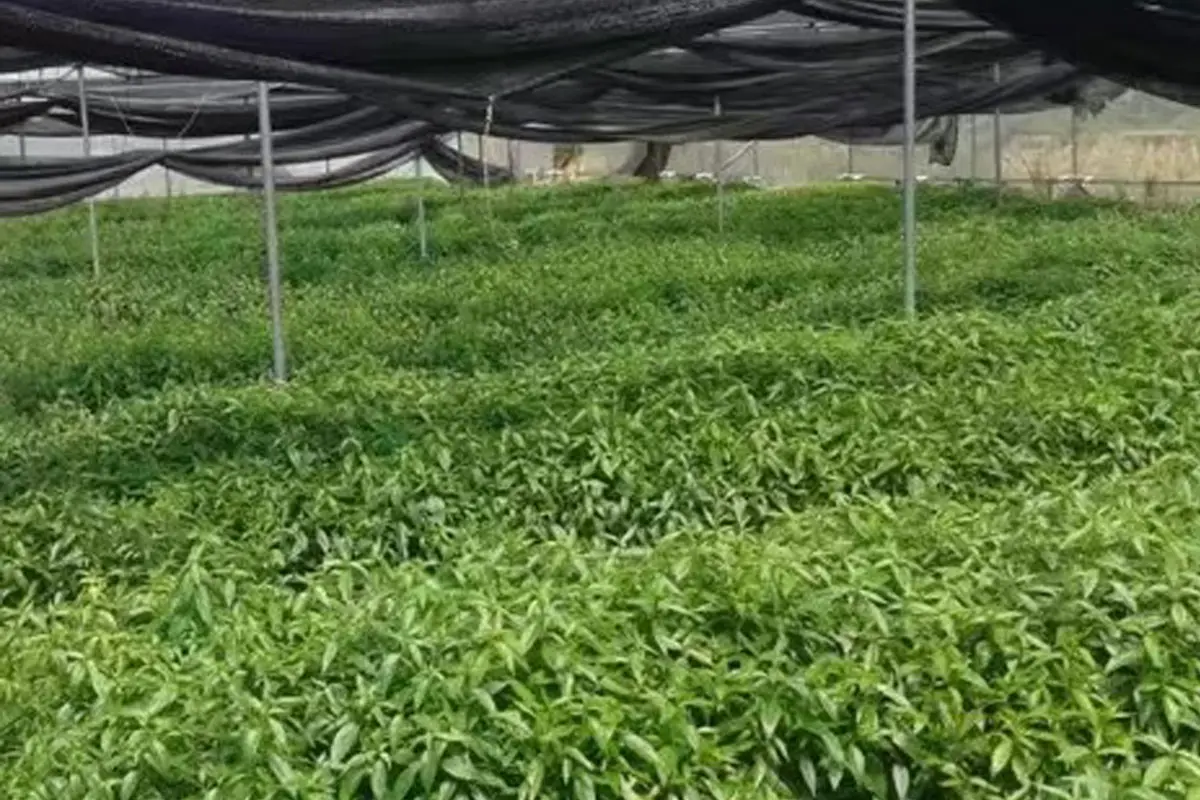 Guilin Andrographis cultivation base for natural plant extract