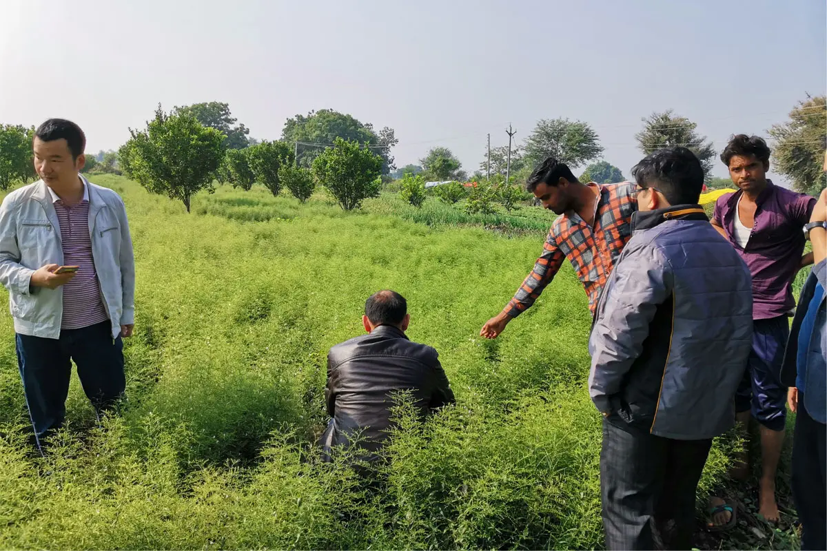 Andrographis Paniculata cultivation in India planting base