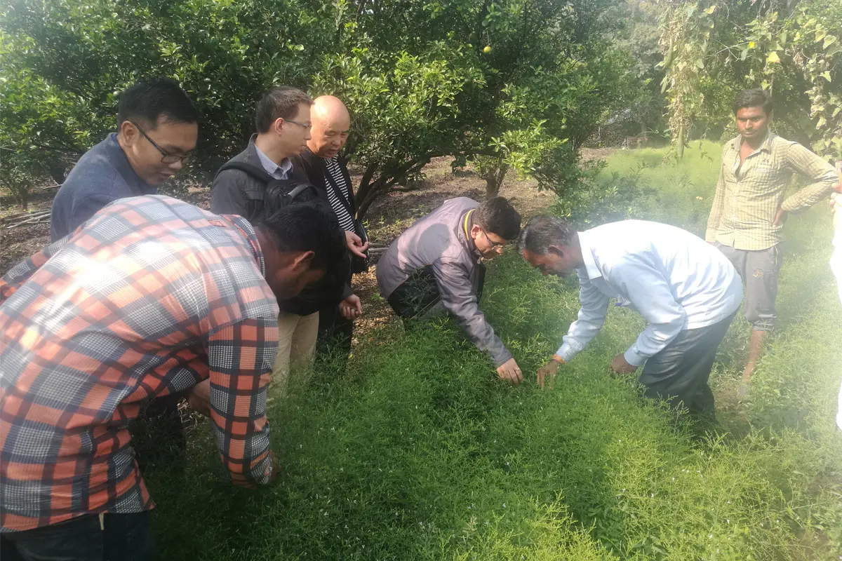 India SanLengBio Andrographis planting base for botanical raw materials