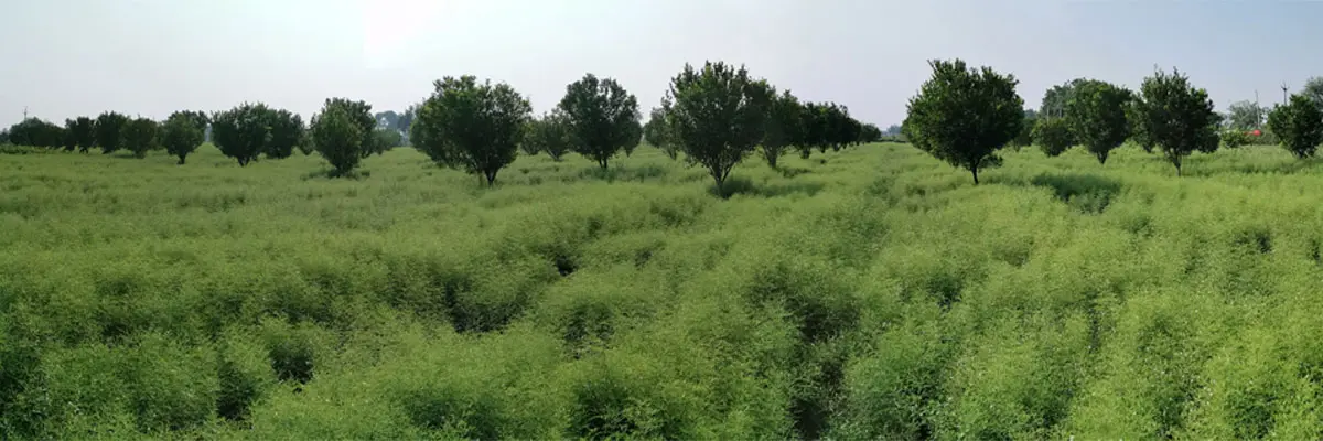 SanLengBio Andrographis planting base in India