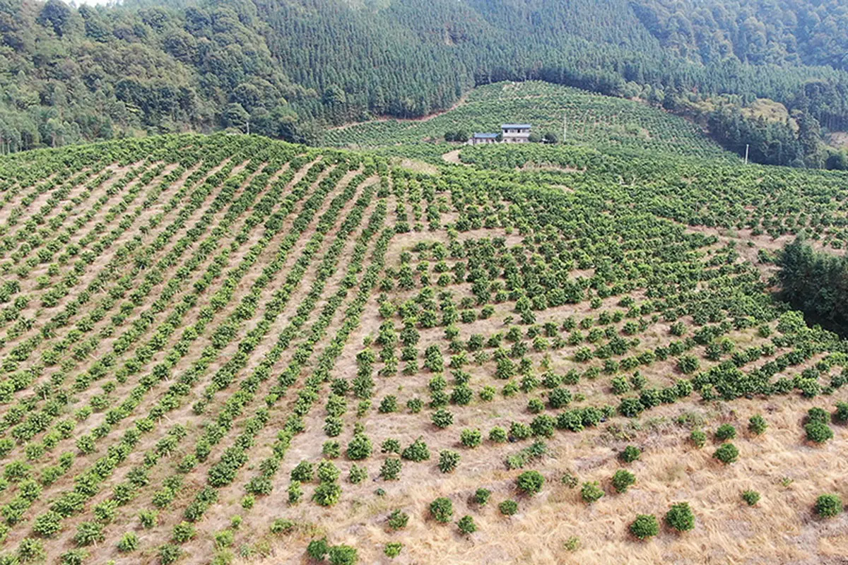 SanLengBio Citrus planting base with over 1,000 mu cultivation area