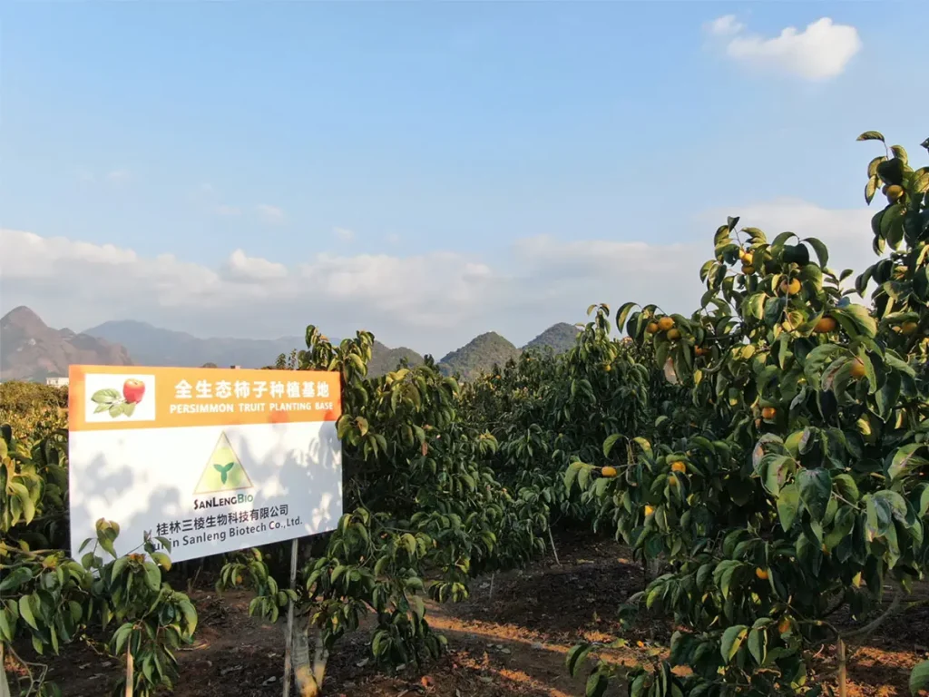 SanLengBio Persimmon Planting Base in Guilin Guangxi for Persimmon Leaves Extract