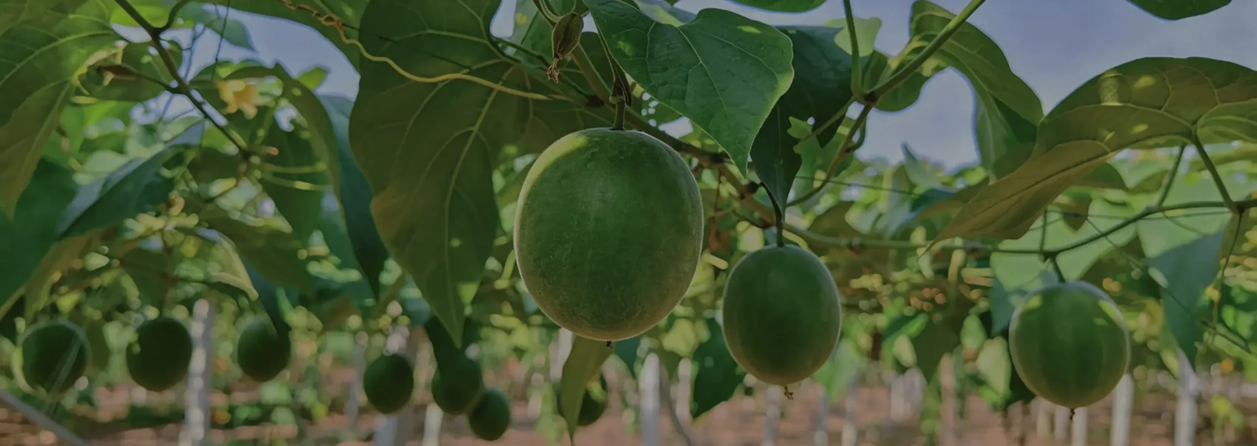 SanLengBio Monk Fruit Planting Base and Manufacturing Capabilities